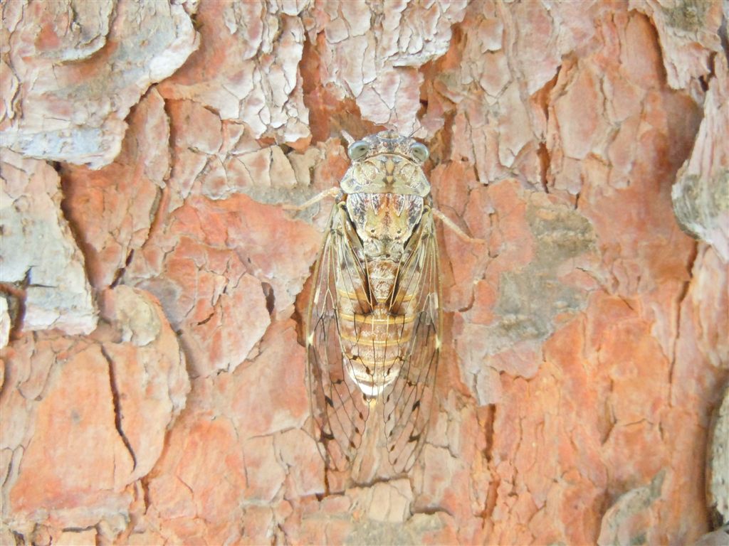 Cicada orni + altra, da Creta